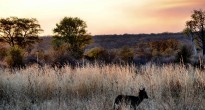 Zimbabwe safari sunset