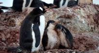 Penguins Antarctica