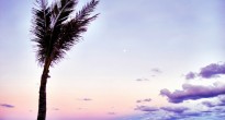 Purple skies