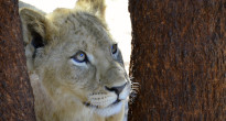 South Africa Lion