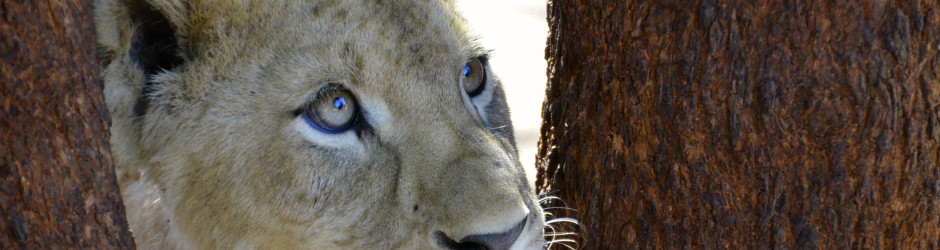 South Africa Lion