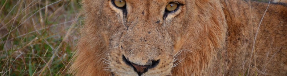 Kruger Park South Africa