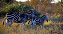 Zebra, Kurger Park, South Africa