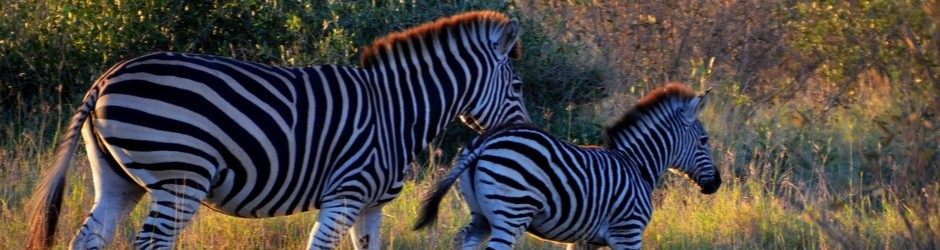 Zebra, Kurger Park, South Africa