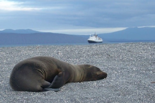 Sea lion pup, Galapagos