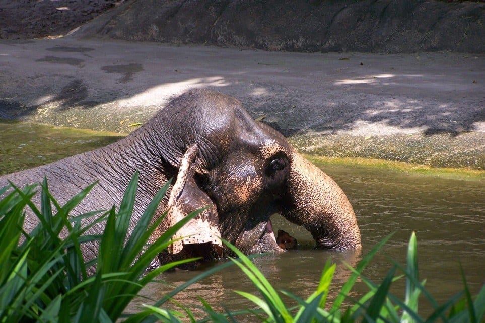Elephant, Singapore Zoo