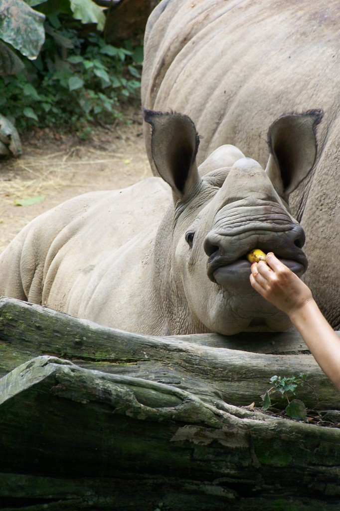 Baby Rhino Feeding, Singapore Zoo