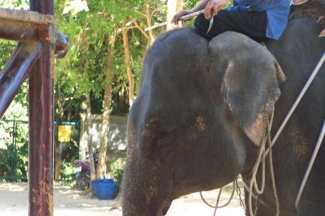 Elephant Koh Samui, Thailand