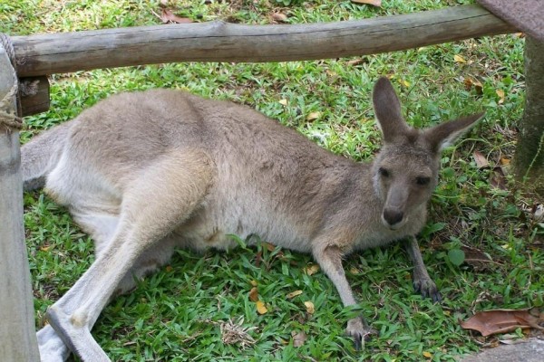 Kangaroo Singapore Zoo