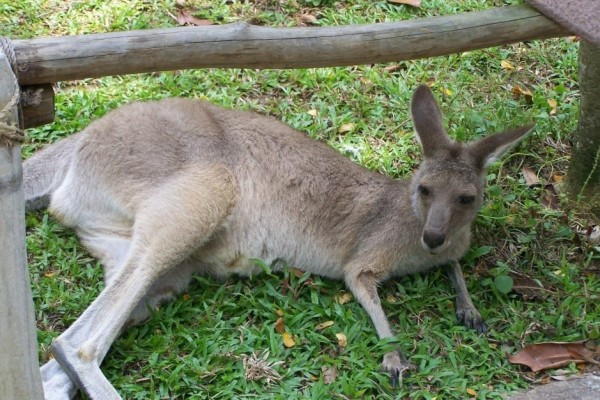 Singapore Zoo Kangaroo