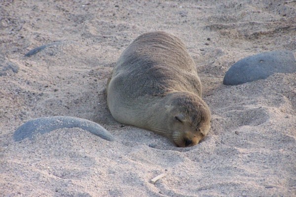 Galapagos sea lion