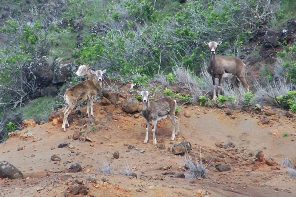 Lanai Mouflon