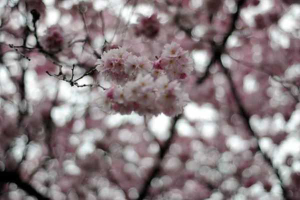 Creative Commons License photo credit: zawtowers