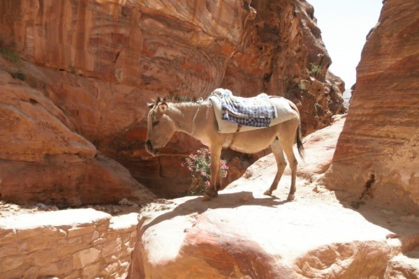 Petra Donkey