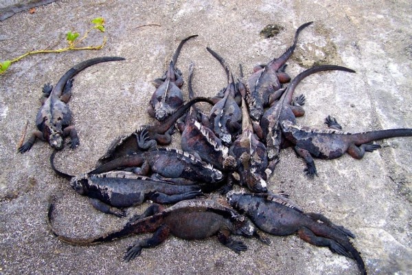 Marine iguana