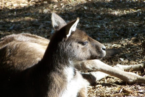 Melbourne kangaroo