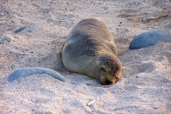 Sea Lion Galapagos