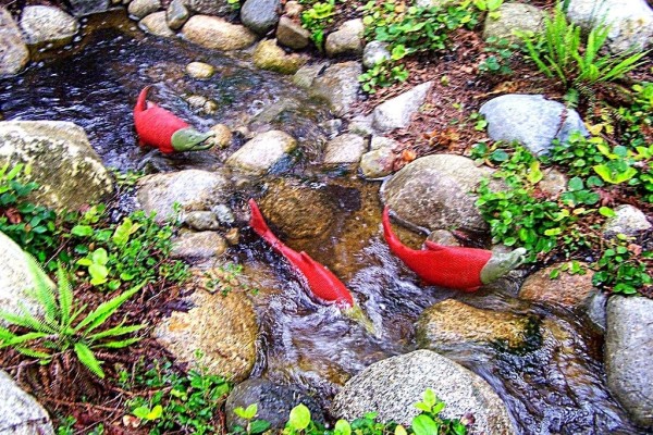 salmon british columbia
