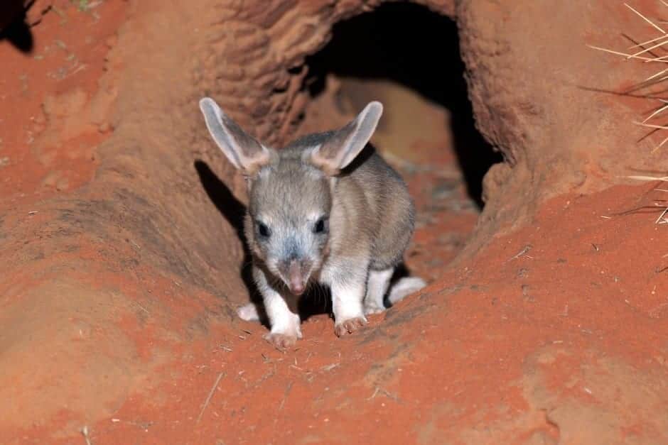 Alice Springs Desert Park