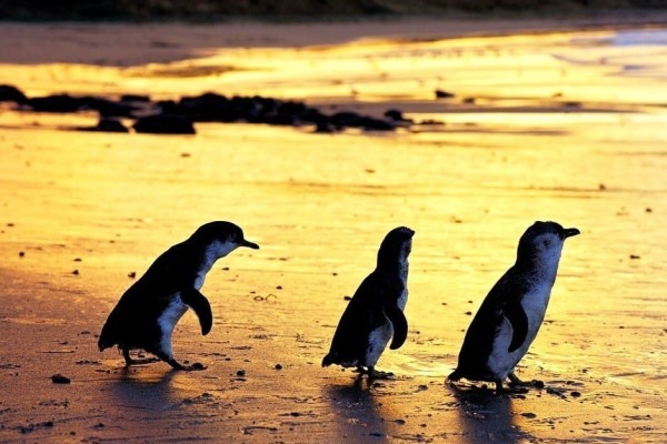 penguins phillip island