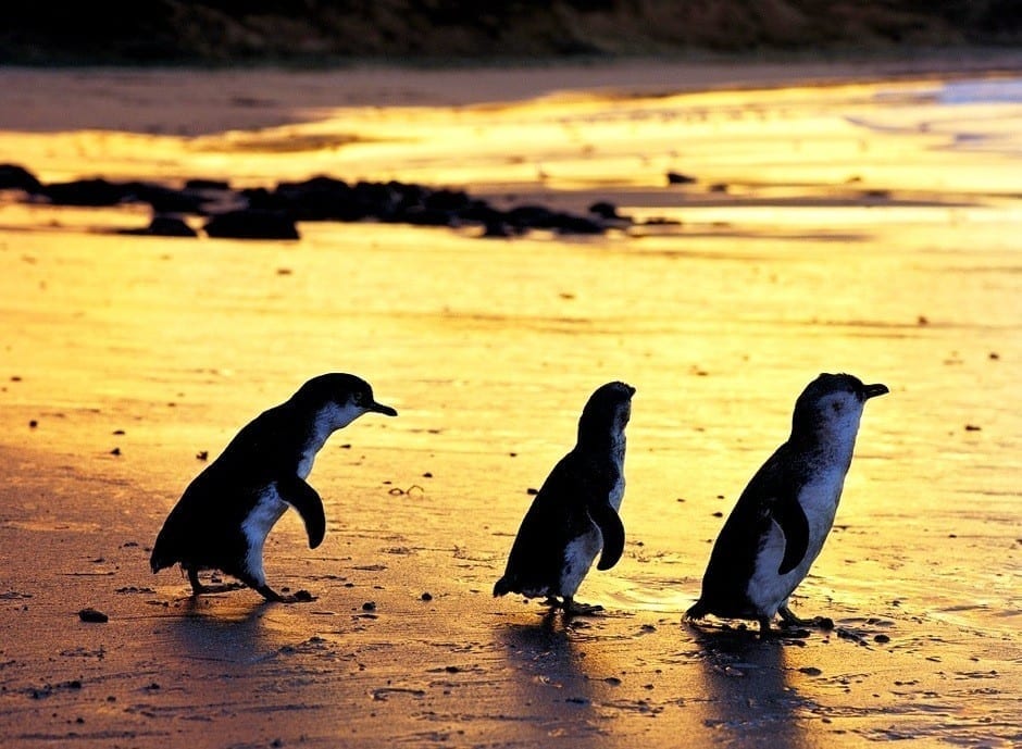 penguins phillip island