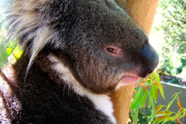 Healesville Sanctuary melbourne