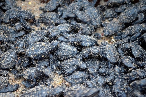 Mexico turtle release