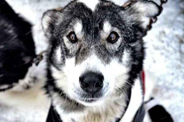 Kingmik dogsled tours