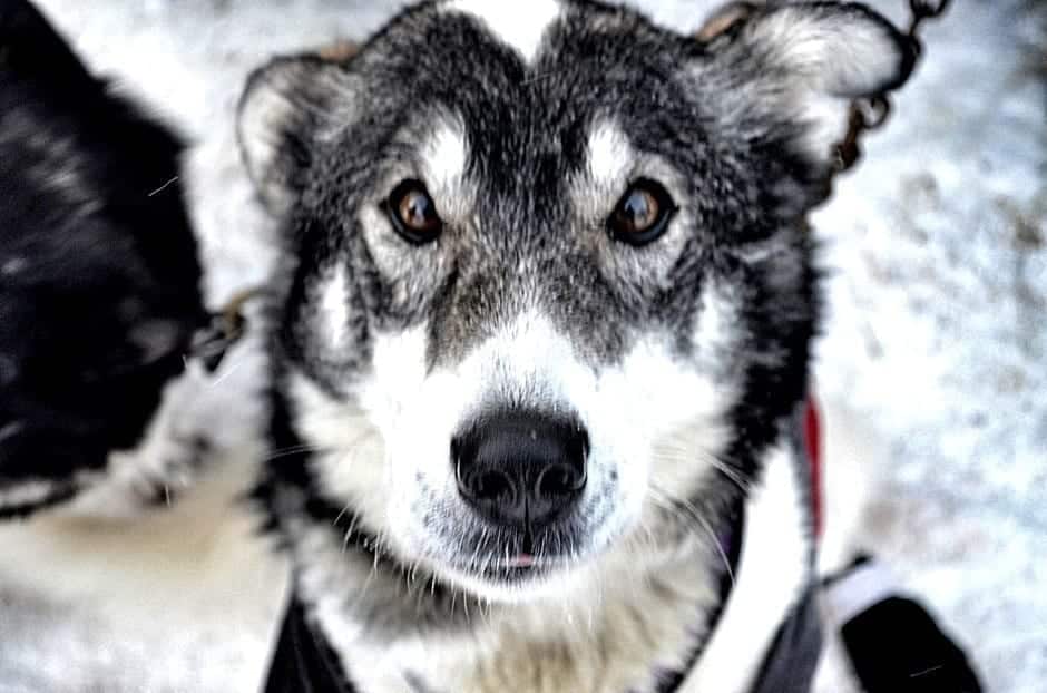 Kingmik dogsled tours