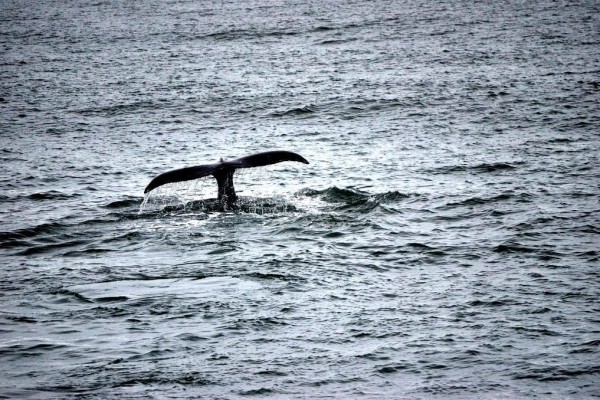 Humpback whale, Iceland