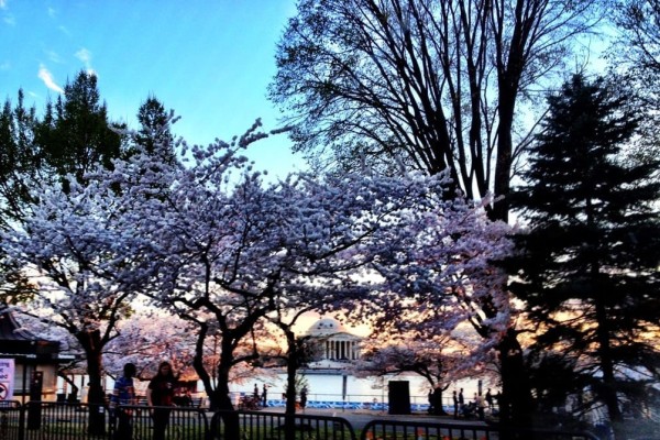 Cherry blossoms, Washington DC