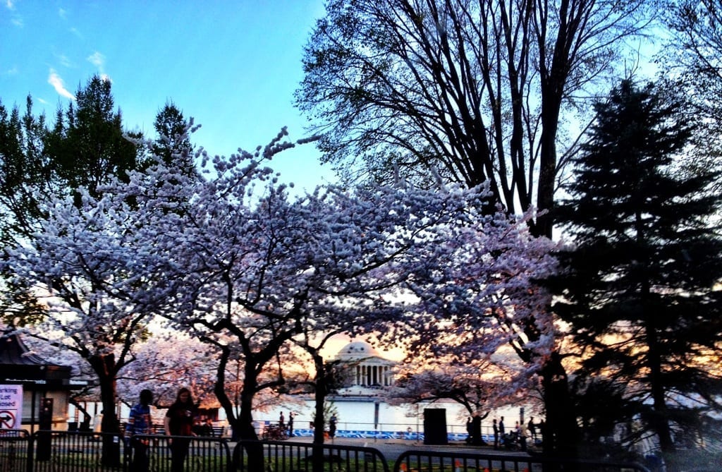 Cherry blossoms, Washington DC
