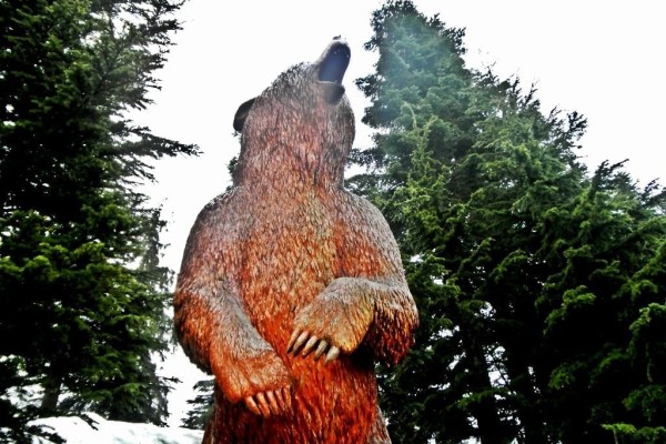 Grizzly bear canada