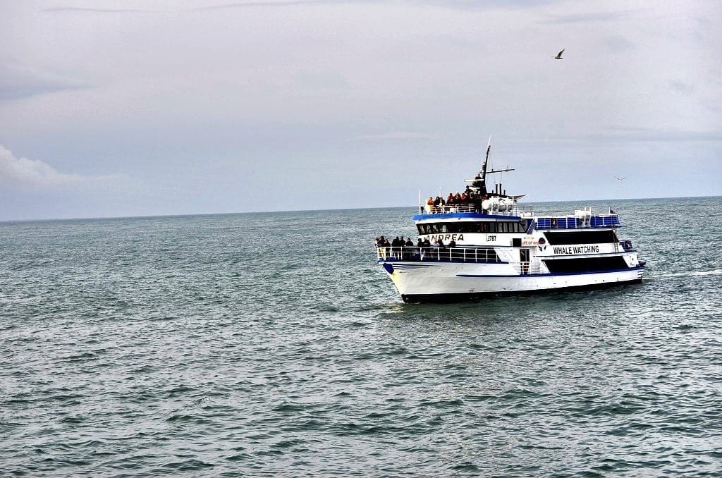 Iceland Whale Watching Iceland Whale