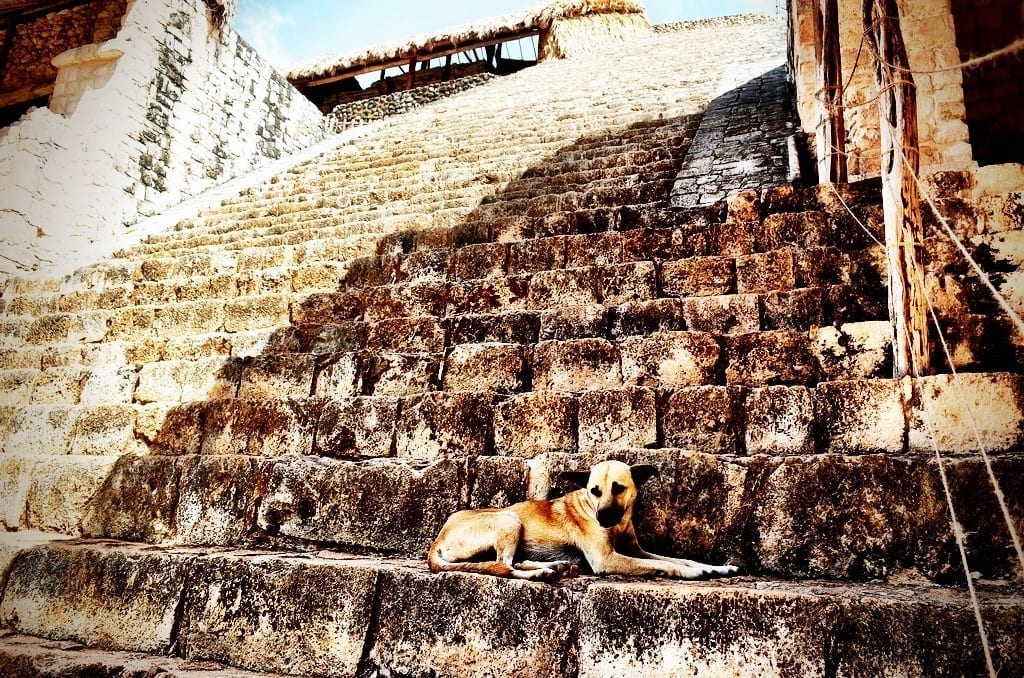 stray dog mexico
