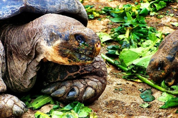 Galapagos Tortoise