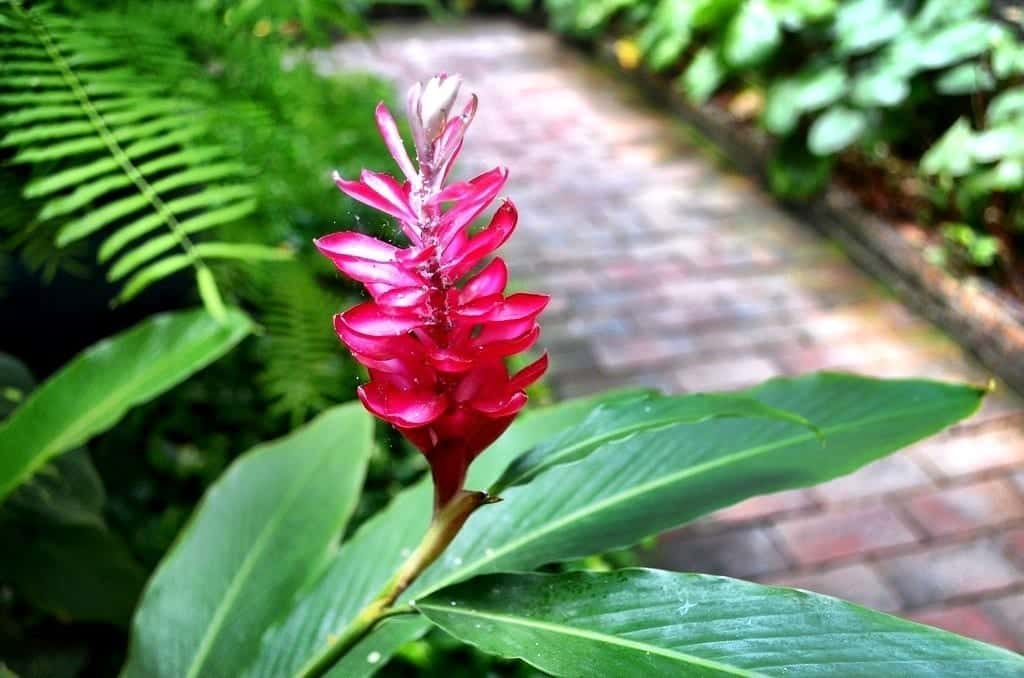 Jim Thompson House Flower, Bangkok
