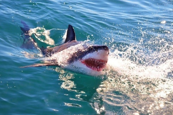 Great White Shark breach