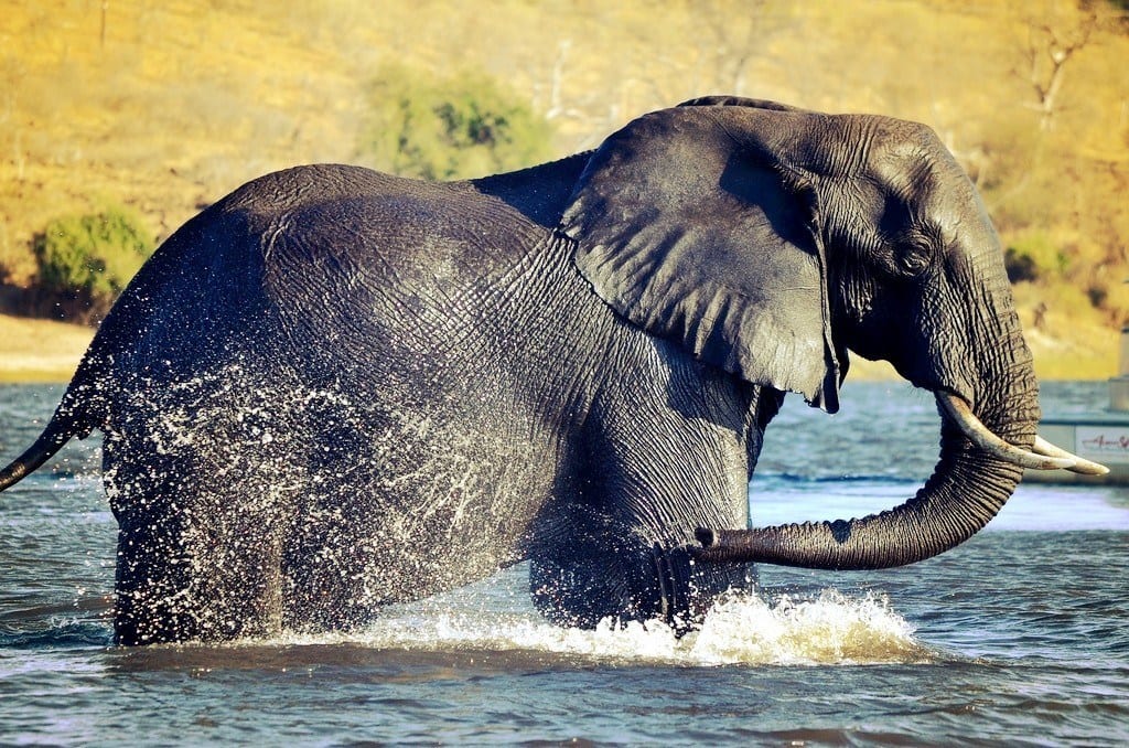 Elephant Botswana