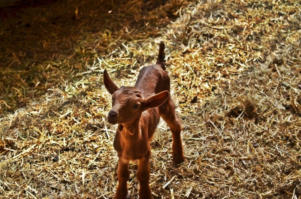baby goat
