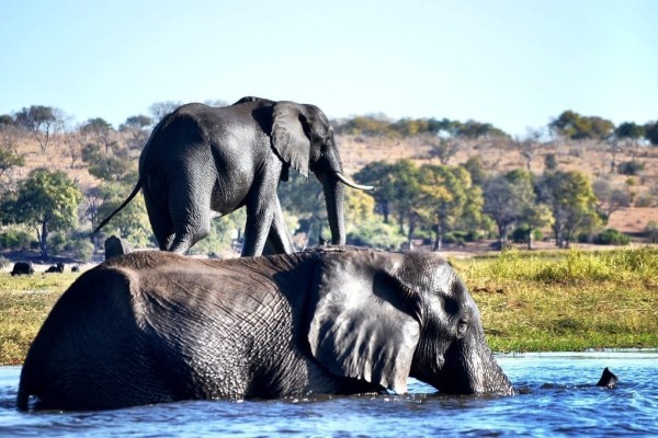 elephant water