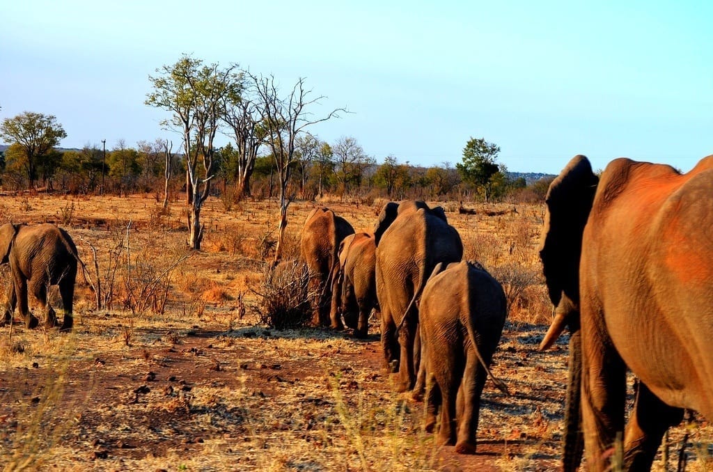 Sunset Elephant Procession in Zimbabwe