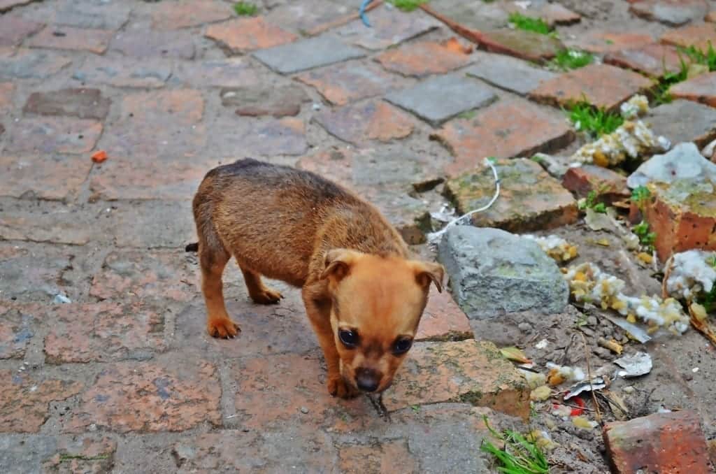 Puppy, Township in South Africa