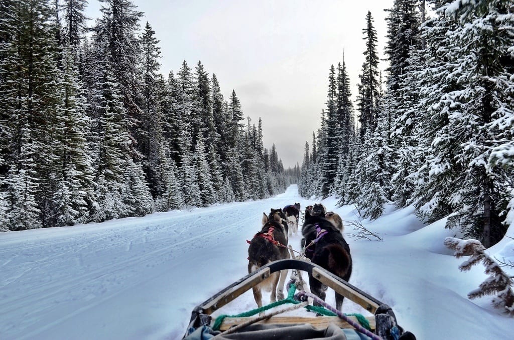 Dog sled Alberta