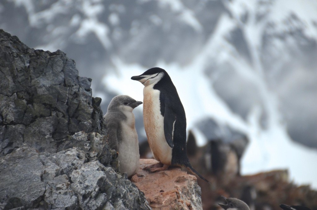 Penguins Antarctica