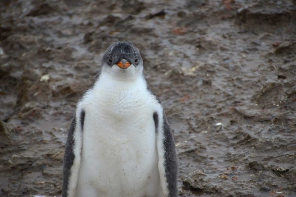 cute penguin