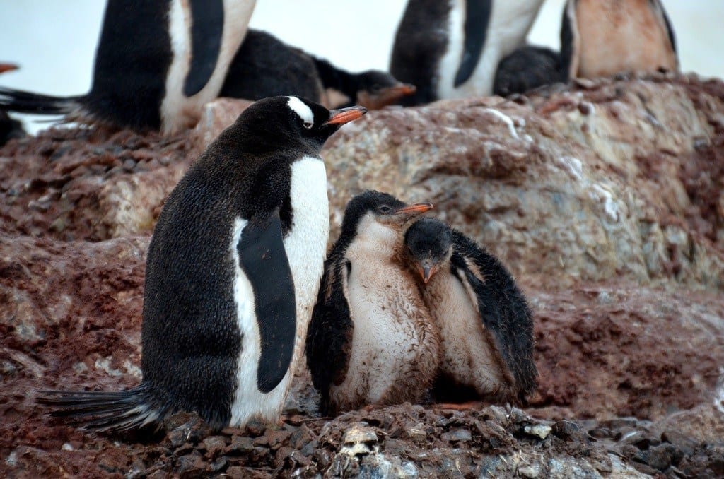 Penguins Antarctica