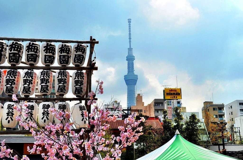 Tokyo cherry blossom