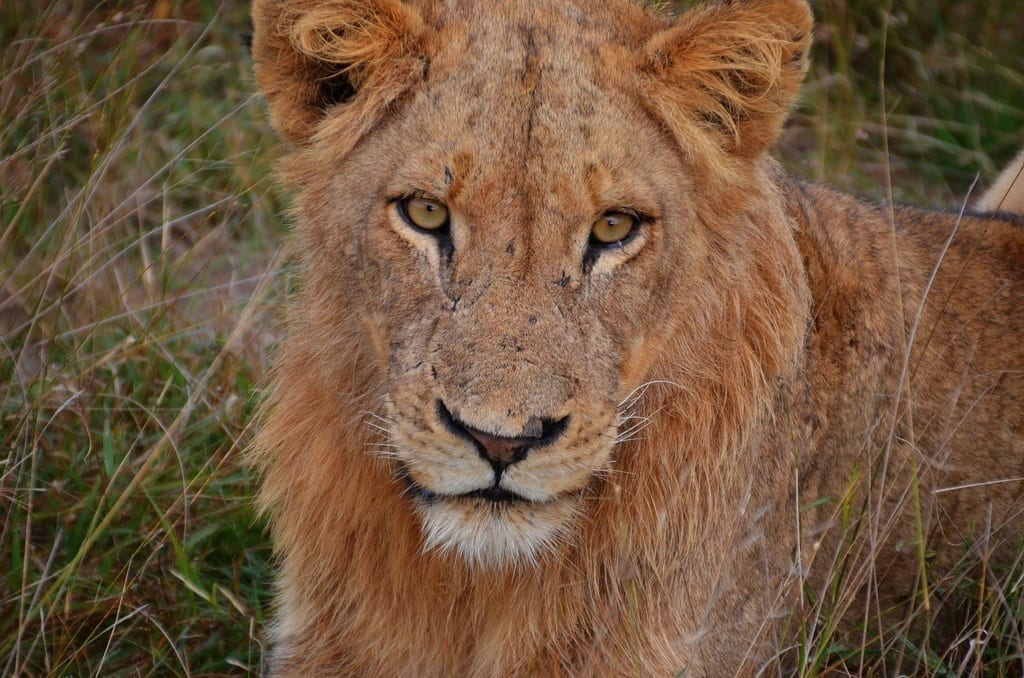 lion kruger