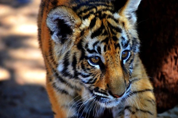 Baby tiger photo